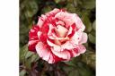 The eye-catching combination of red and white on each flower makes ‘Raspberry Ripple’ a standout