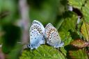 Silver-studded blue butterflies mating