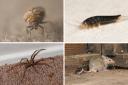 From silverfish to spiders, our homes are 