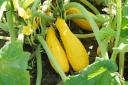 Squash and corn were among the super foods able to help you live past the age of 90