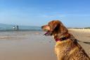 A dog on Hengistbury Head beach.