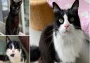 The RSPCA Southridge Animal Centre has five cats that have been awaiting adoption and a forever home for months.