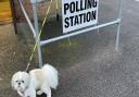 Lulu at a Hertsmere polling station. Picture: Rob Cohen.