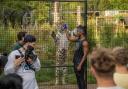 KSI feeding a tiger at Hertfordshire Zoo Paradise Wildlife Park.