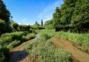 Lemsford Springs Nature Reserve.