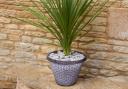 We have worked with You Garden to offer you a saving of £20 with this pair of Cordyline and decorative planters