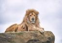 Moto the lion at Hertfordshire Zoo