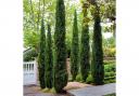 Bring the beauty of the Mediterranean to your doorstep with a pair of Italian Cypress trees