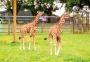 Both newly born giraffe calves exploring their outdoor paddock together at Whipsnade Zoo