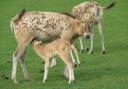 A Père David fawn suckles from his mother at Whipsnade Zoo 