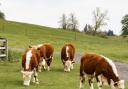 Meet the farm animals at Tewinbury Family Farm Festival