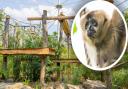 Hertfordshire Zoo's new 'Gibbons: Song of the Forest' habitat, and gibbon Ripley