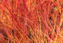 Cornus sanguinea 'Anny's Winter Orange'