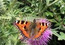 The small tortoiseshell butterfly