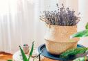 Houseplants like lavender and aloe vera can help you get rid of bad smells, including cooking odours, in your home