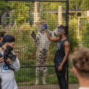 KSI feeding a tiger at Hertfordshire Zoo Paradise Wildlife Park.