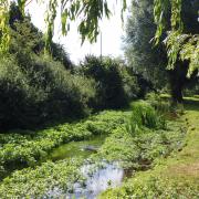 The plans cover the management of Singlers Marsh for the next 10 years.