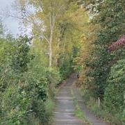 19 poplar trees will be removed along Lyles Lane.