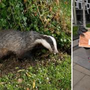 Mary Barton is protest the Government's culling of more than 210,000 badgers.