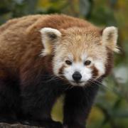 Red panda Tilly at Hertfordshire Zoo