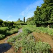 Lemsford Springs Nature Reserve.