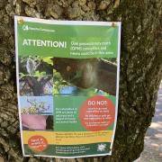 An Oak Processionary Moth warning on a tree.