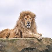 Moto the lion at Hertfordshire Zoo