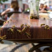 Wasps can be a nuisance in summer when you're trying to eat outside in your garden