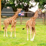 Both newly born giraffe calves exploring their outdoor paddock together at Whipsnade Zoo