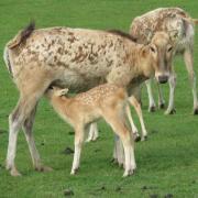 A Père David fawn suckles from his mother at Whipsnade Zoo 