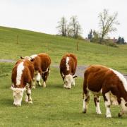 Meet the farm animals at Tewinbury Family Farm Festival