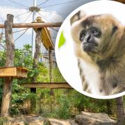 Hertfordshire Zoo's new 'Gibbons: Song of the Forest' habitat, and gibbon Ripley