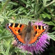 The small tortoiseshell butterfly