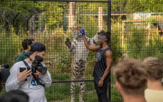 KSI feeding a tiger at Hertfordshire Zoo Paradise Wildlife Park.