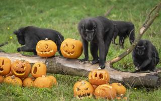 A troop of Sulawesi crested macaques investigating their very own pumpkin patch at Whipsnade Zoo