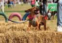 DogFest will be starting from Saturday September 10 till Sunday September 11, and will take place at Knebworth House from 9.30am to 5pm.