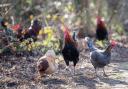 Hertfordshire poultry farmers have been asked to take measure against bird flu amid the UK's largest ever outbreak.