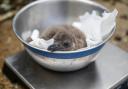 Liam, one of two endangered African penguin chicks, named after Oasis frontmen Liam and Noel Gallagher, being weighed at Hertfordshire Zoo