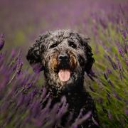 'Dusty in the Lavender' by Alannah Hebbert