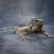 Street iguana by Richard White - the Project Digital Image of the Year