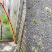 Residents were left angry by the weeds off Creswick Court.