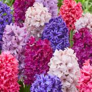 Hyacinth 'Berries and Cream' Mix from You Garden