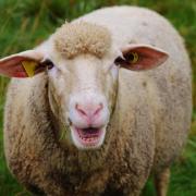 Bluetongue virus can be fatal to livestock, put poses no risk to humans.