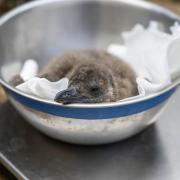 Liam, one of two endangered African penguin chicks, named after Oasis frontmen Liam and Noel Gallagher, being weighed at Hertfordshire Zoo