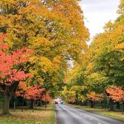 Autumnal Digswell Road